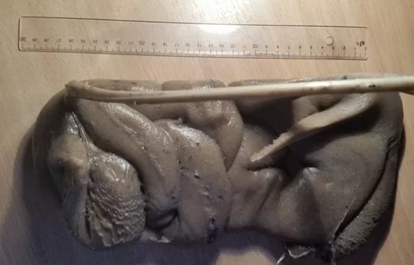 Naturāls, MFI 0.6 – 1,3 g/10 min (190 C 2.16 kg)